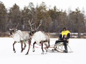 Кормление огня, камлание шамана и гонки на оленях: как эвенки отметили День оленевода