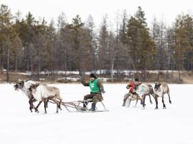 Кормление огня, камлание шамана и гонки на оленях: как эвенки отметили День оленевода