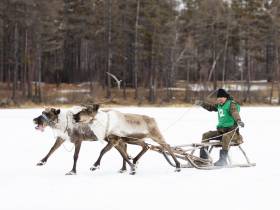 Кормление огня, камлание шамана и гонки на оленях: как эвенки отметили День оленевода