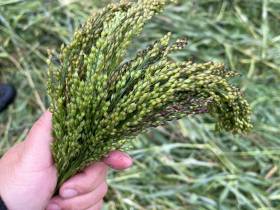 Минсельхоз Якутии: бюджет программы «Развитие кормопроизводства» увеличили до 175 млн рублей