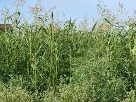 Минсельхоз Якутии: бюджет программы «Развитие кормопроизводства» увеличили до 175 млн рублей