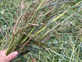 Минсельхоз Якутии: бюджет программы «Развитие кормопроизводства» увеличили до 175 млн рублей