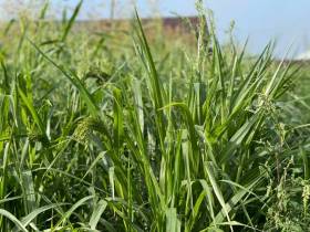 Минсельхоз Якутии: бюджет программы «Развитие кормопроизводства» увеличили до 175 млн рублей