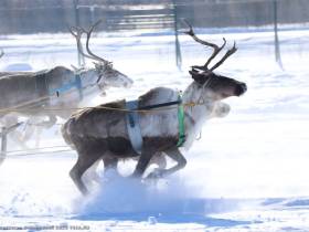 Фото и видео: праздник спорта оленеводов в Эвено-Бытантайском районе Якутии