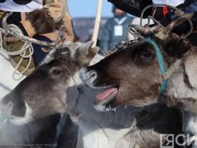 Фото и видео: праздник спорта оленеводов в Эвено-Бытантайском районе Якутии