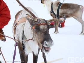 Фото и видео: праздник спорта оленеводов в Эвено-Бытантайском районе Якутии