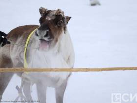 Фото и видео: праздник спорта оленеводов в Эвено-Бытантайском районе Якутии