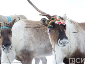 Фото и видео: праздник спорта оленеводов в Эвено-Бытантайском районе Якутии