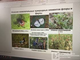 Агрессивные и опасные: учёный рассказал о чужеродных растениях в Якутии