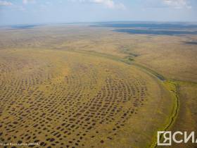 Агрессивные и опасные: учёный рассказал о чужеродных растениях в Якутии