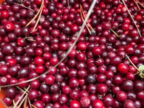 Производители продукции из дикоросов Якутии: «Нам нужна поддержка»