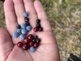 Производители продукции из дикоросов Якутии: «Нам нужна поддержка»