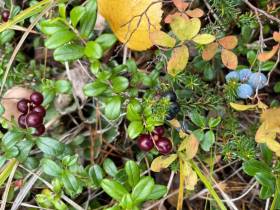 Производители продукции из дикоросов Якутии: «Нам нужна поддержка»