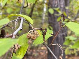 Производители продукции из дикоросов Якутии: «Нам нужна поддержка»