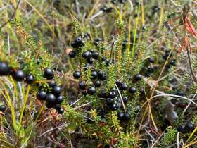 Производители продукции из дикоросов Якутии: «Нам нужна поддержка»