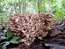 «Грибы в законе»: сбор каких грибов обойдется якутянам в 1 млн рублей