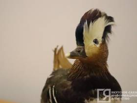 Мутанты, гибриды, случайные гости: необычные животные и птицы, которых обнаружили в Якутии