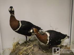 Мутанты, гибриды, случайные гости: необычные животные и птицы, которых обнаружили в Якутии