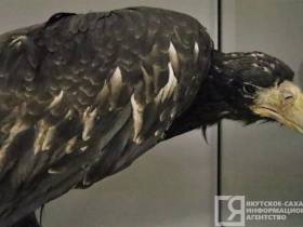 Мутанты, гибриды, случайные гости: необычные животные и птицы, которых обнаружили в Якутии