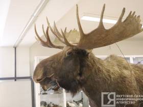 Мутанты, гибриды, случайные гости: необычные животные и птицы, которых обнаружили в Якутии