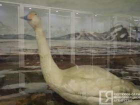 Мутанты, гибриды, случайные гости: необычные животные и птицы, которых обнаружили в Якутии