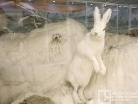 Мутанты, гибриды, случайные гости: необычные животные и птицы, которых обнаружили в Якутии