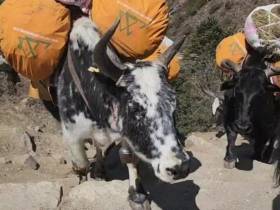 «Такая возможность бывает один раз в жизни». Первый альпинист из Якутии начал восхождение на Эверест