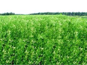 Якутские фермеры в эти дни считают качество и количество семян трав