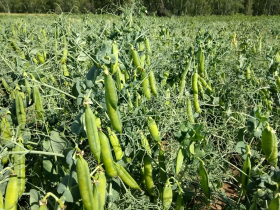 Якутские фермеры в эти дни считают качество и количество семян трав