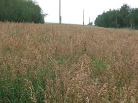 Якутские фермеры в эти дни считают качество и количество семян трав