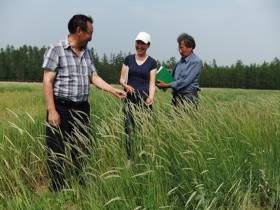 Якутские фермеры в эти дни считают качество и количество семян трав