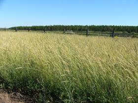 Якутские фермеры в эти дни считают качество и количество семян трав