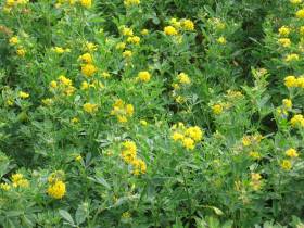 Якутские фермеры в эти дни считают качество и количество семян трав