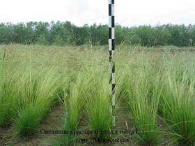 Якутские фермеры в эти дни считают качество и количество семян трав