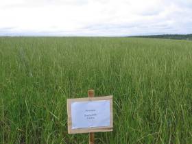 Якутские фермеры в эти дни считают качество и количество семян трав