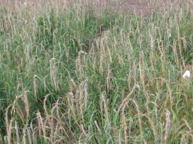 Якутские фермеры в эти дни считают качество и количество семян трав