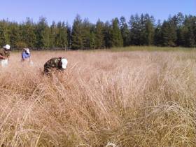 Якутские фермеры в эти дни считают качество и количество семян трав