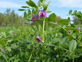 Якутские фермеры в эти дни считают качество и количество семян трав