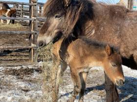 500 тысяч рублей ежегодно могут получать коневоды-табунщики из Якутии