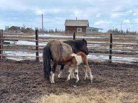 500 тысяч рублей ежегодно могут получать коневоды-табунщики из Якутии