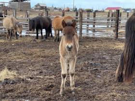 500 тысяч рублей ежегодно могут получать коневоды-табунщики из Якутии