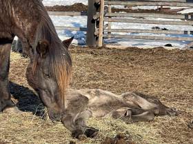 500 тысяч рублей ежегодно могут получать коневоды-табунщики из Якутии