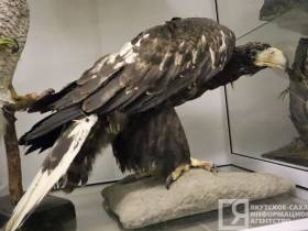 Единственные и неповторимые: топ самых уникальных и редких экспонатов музеев Якутии