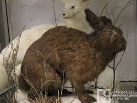 Единственные и неповторимые: топ самых уникальных и редких экспонатов музеев Якутии