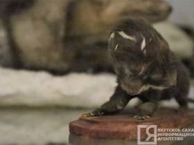 Единственные и неповторимые: топ самых уникальных и редких экспонатов музеев Якутии