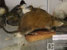 Единственные и неповторимые: топ самых уникальных и редких экспонатов музеев Якутии