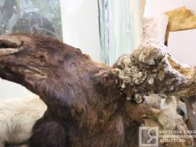 Единственные и неповторимые: топ самых уникальных и редких экспонатов музеев Якутии