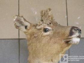 Единственные и неповторимые: топ самых уникальных и редких экспонатов музеев Якутии