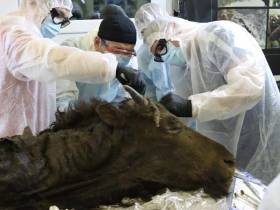 Единственные и неповторимые: топ самых уникальных и редких экспонатов музеев Якутии