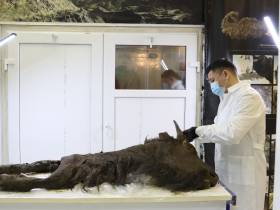 Единственные и неповторимые: топ самых уникальных и редких экспонатов музеев Якутии